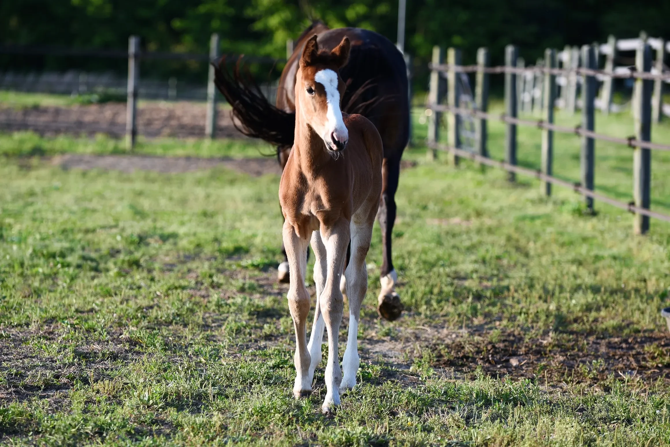 Charismata RSW foal in pasture