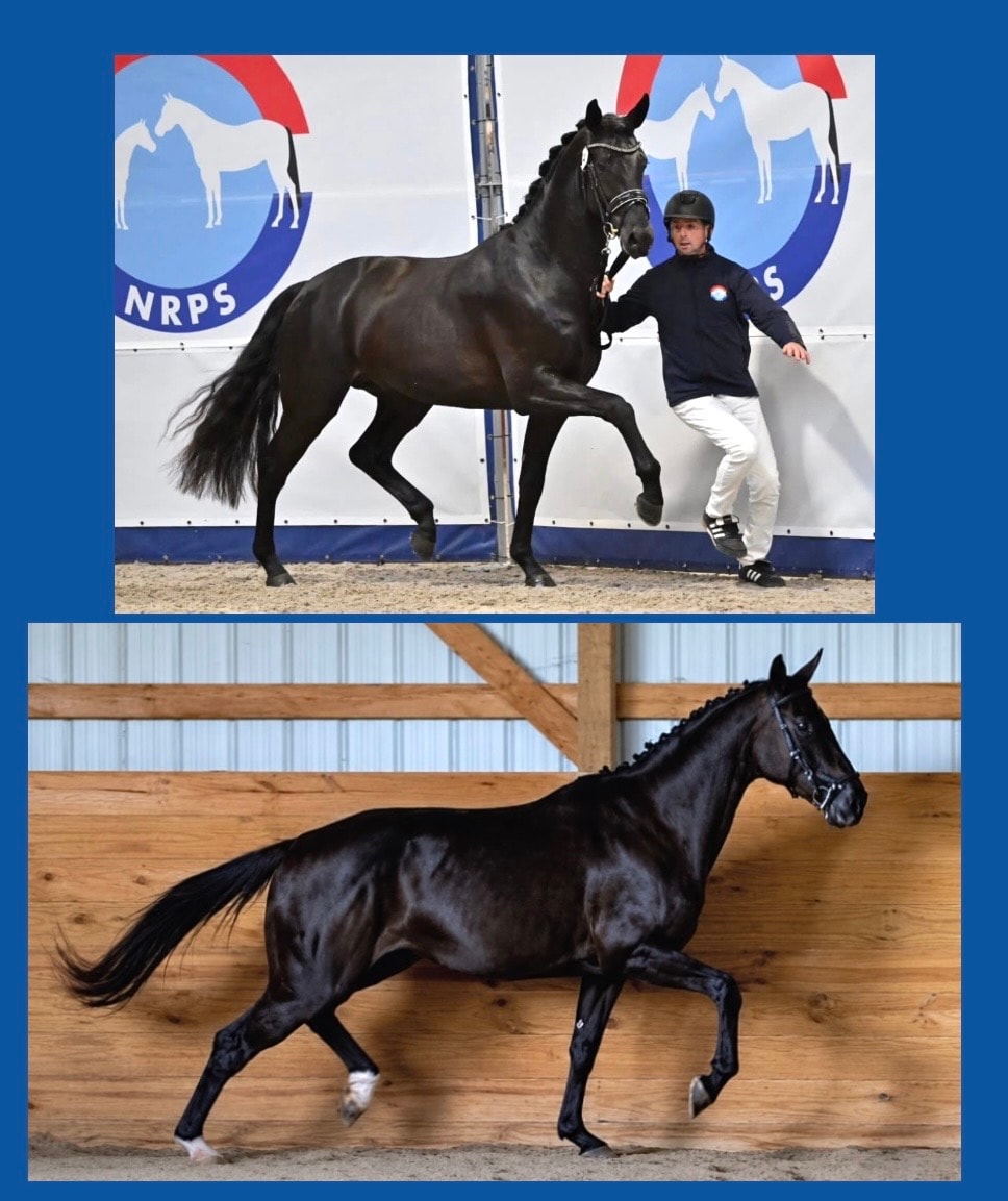 Rock Solid Warmbloods stallion at NRPS inspection and in motion