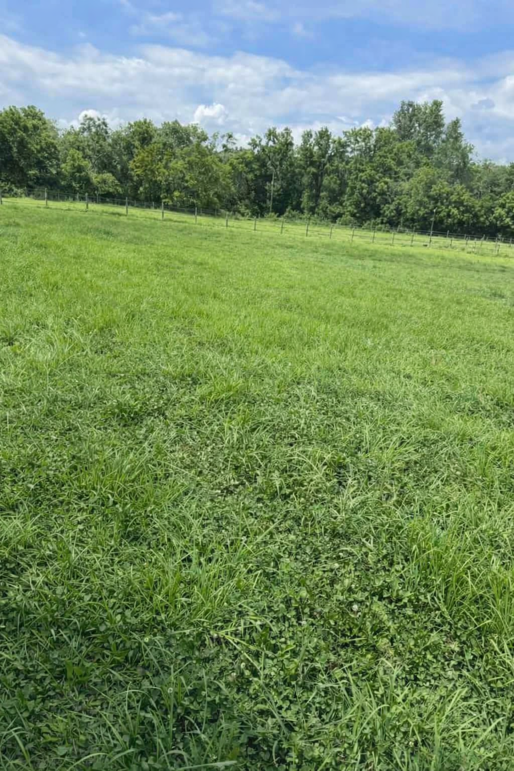 Lush green pasture with fencing and trees at Rock Solid Warmbloods