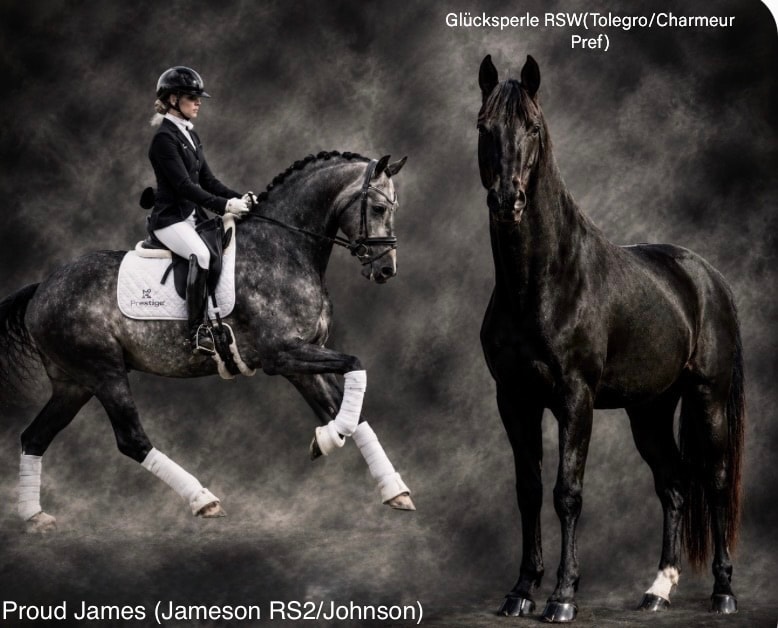 Proud James (Jameson RS2/Johnson) x Glücksperle RSW (Tolegro/Charmeur Pref)