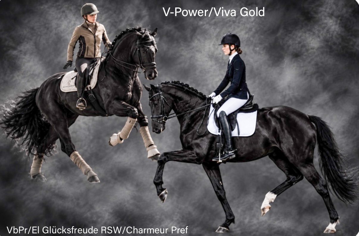 V-Power (Viva Gold/Fidertanz) x VbPr/El Glücksfreude RSW/Charmeur Pref