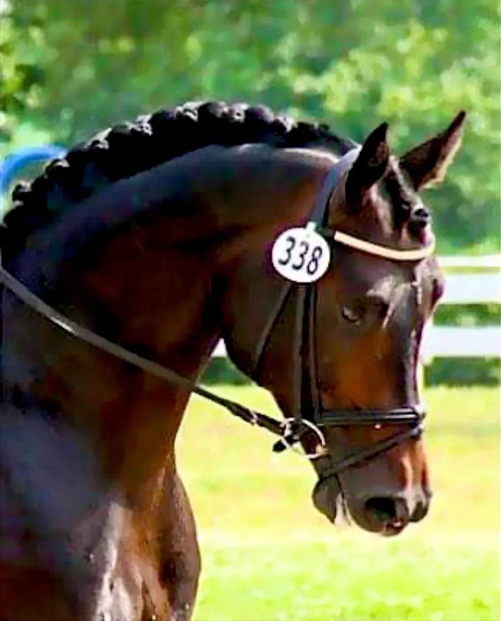 Rock Solid at competition, number 338