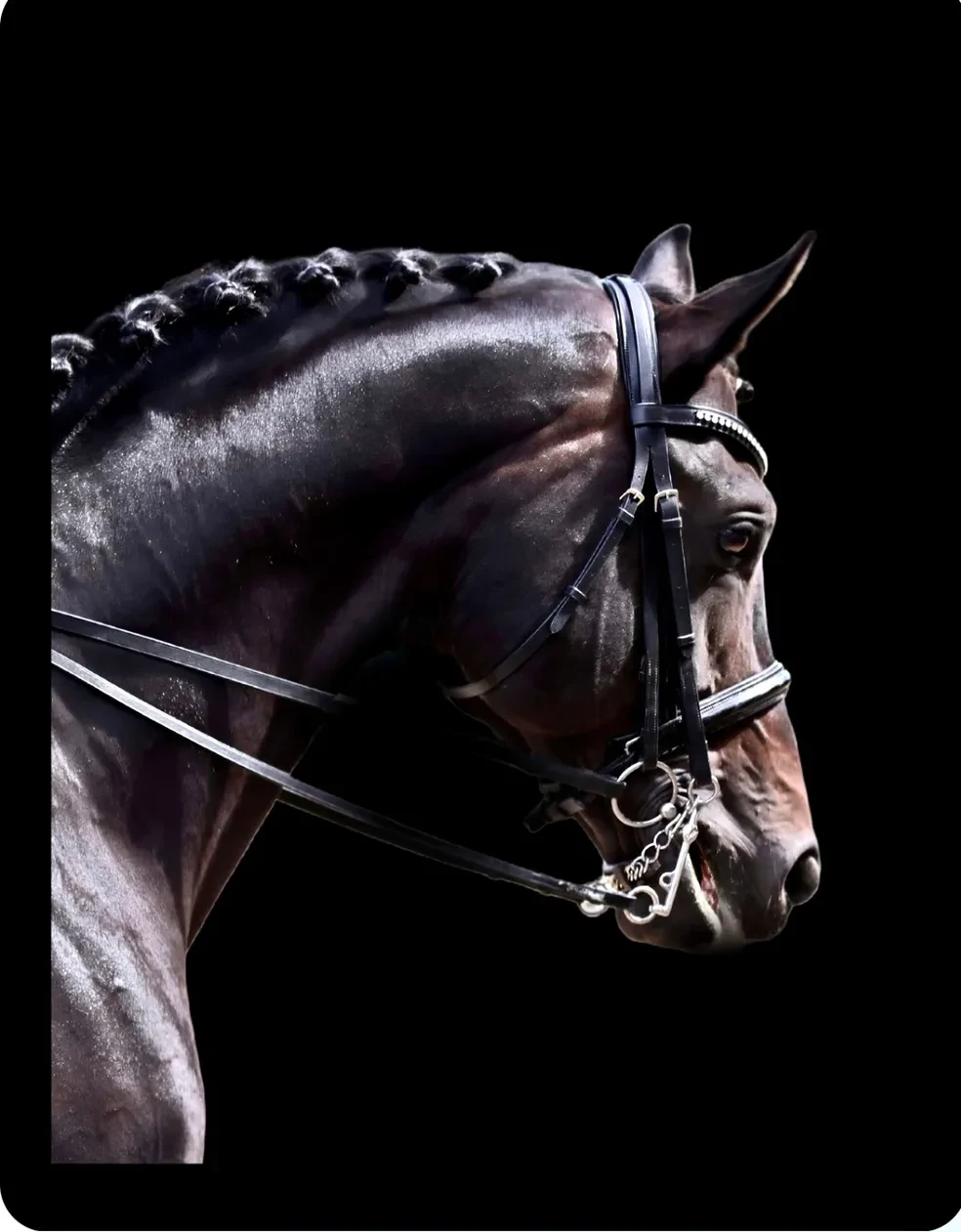 Rock Solid dark portrait in bridle on black background