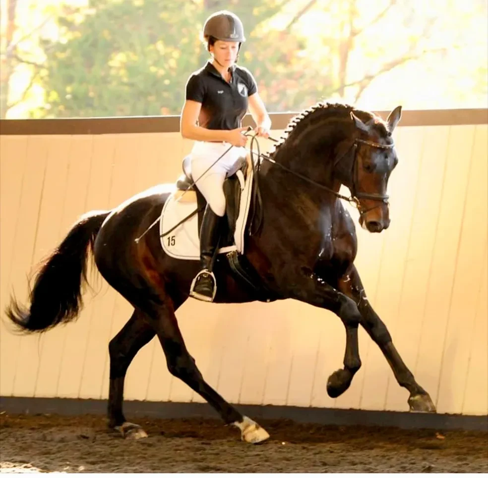 Rock Solid ridden in indoor arena