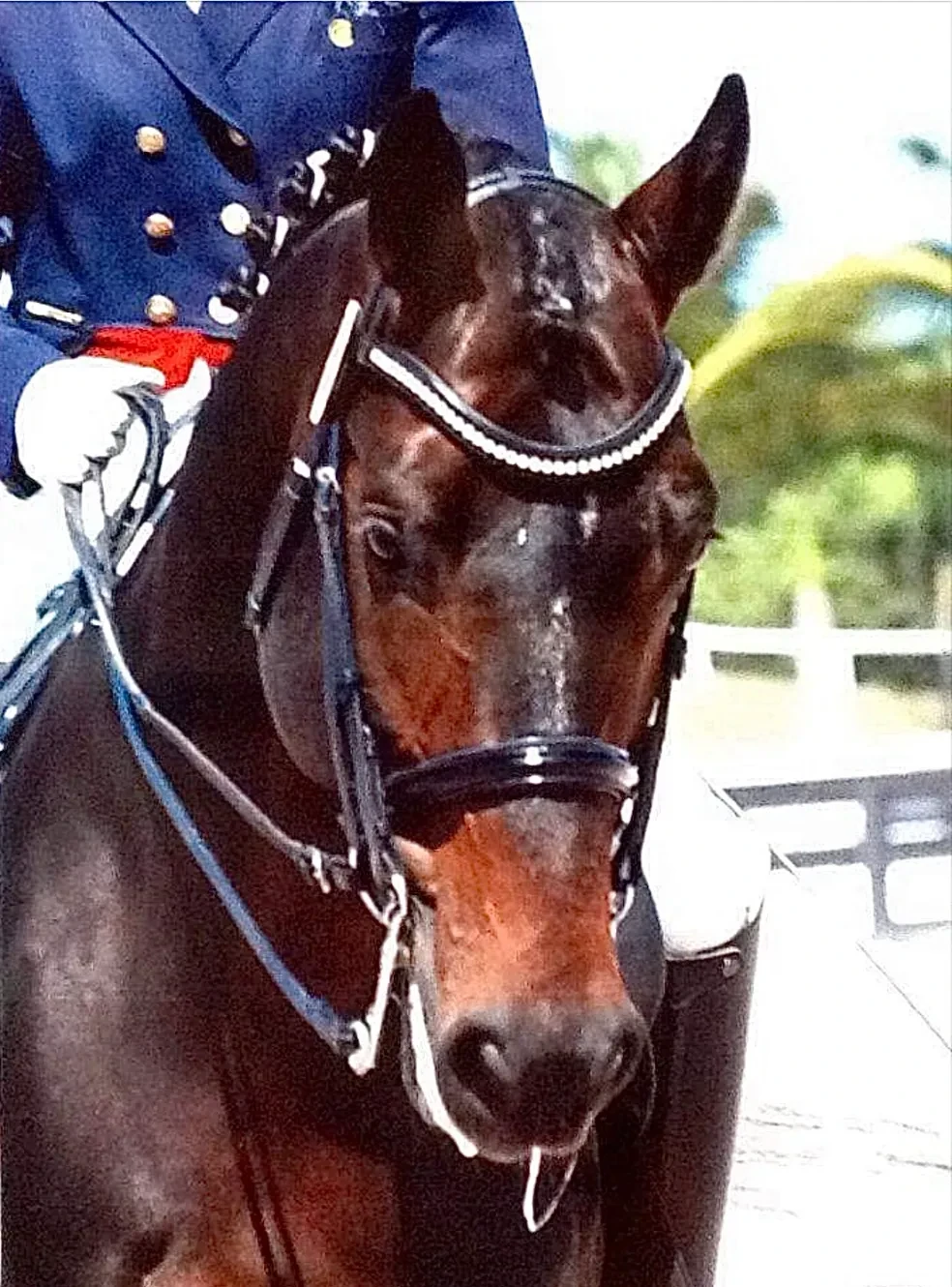 Rock Solid head portrait in bridle