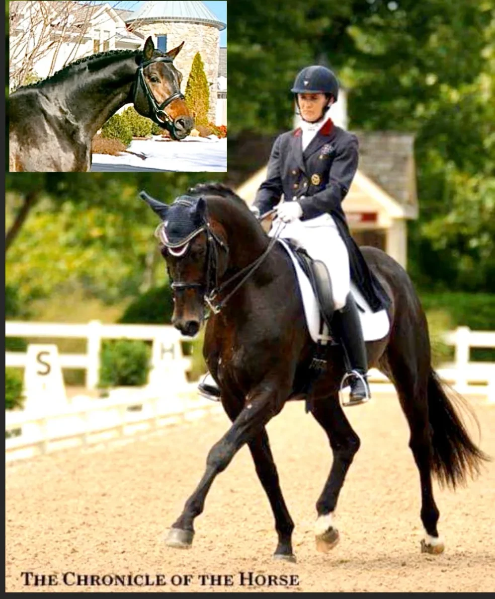 Rock Solid Chronicle of the Horse collage with winter portrait
