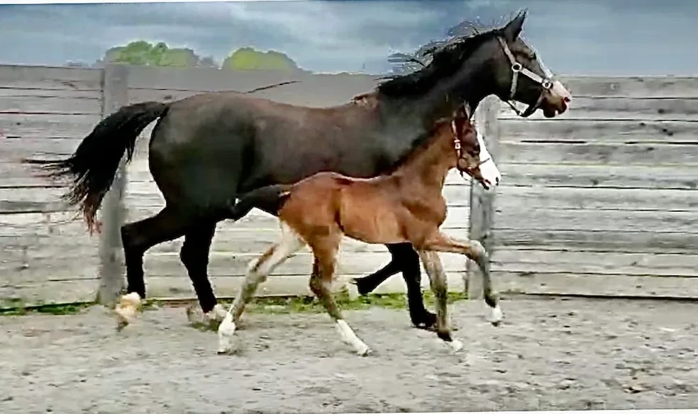 Revelio FF (Rock Solid x VbPr Coeur Dashian/Coeur d'Amour)