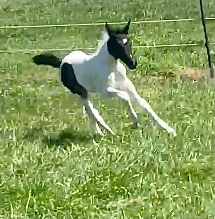 Holly Rock (Rock Solid x Hap-Hazard) Arab/Paint mare — Bred by Julie Cannon