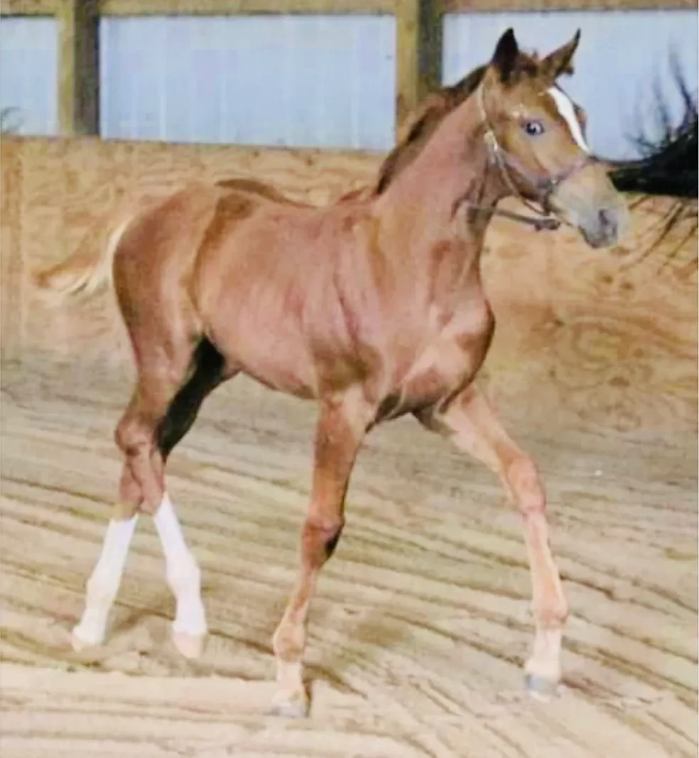 Rock Star (Rock Solid x Kaya/Dancing Wolf xx) — Bred by Julie Cannon