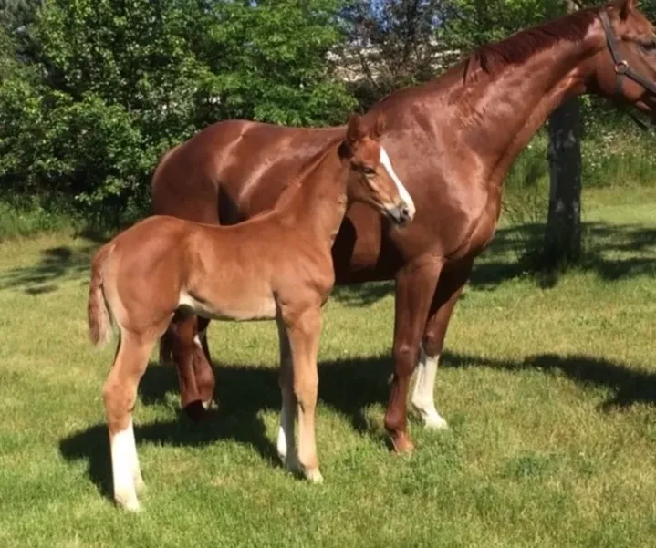 Rhea RSF (SpPr Ghodiva/Goldluck/DeNiro) — Bred by Mo Swanson