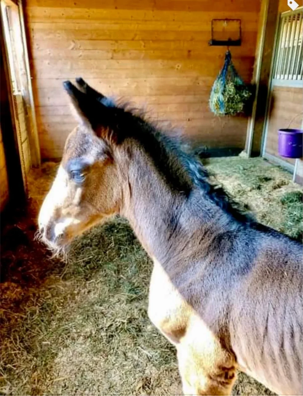 Rock Solid x Hemmingway's Valentine/Hemmingway OLD — Bred by Terry Tunstall