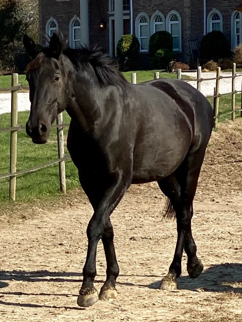 Monique's Minuet RSW (Rock Solid x Mardi Gras RSW/Festrausch/Matcho AA)