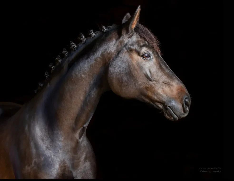 Rock Royale RSW (Rock Solid x SPS/El Archipel/Weltmeyer/Shogun xx)