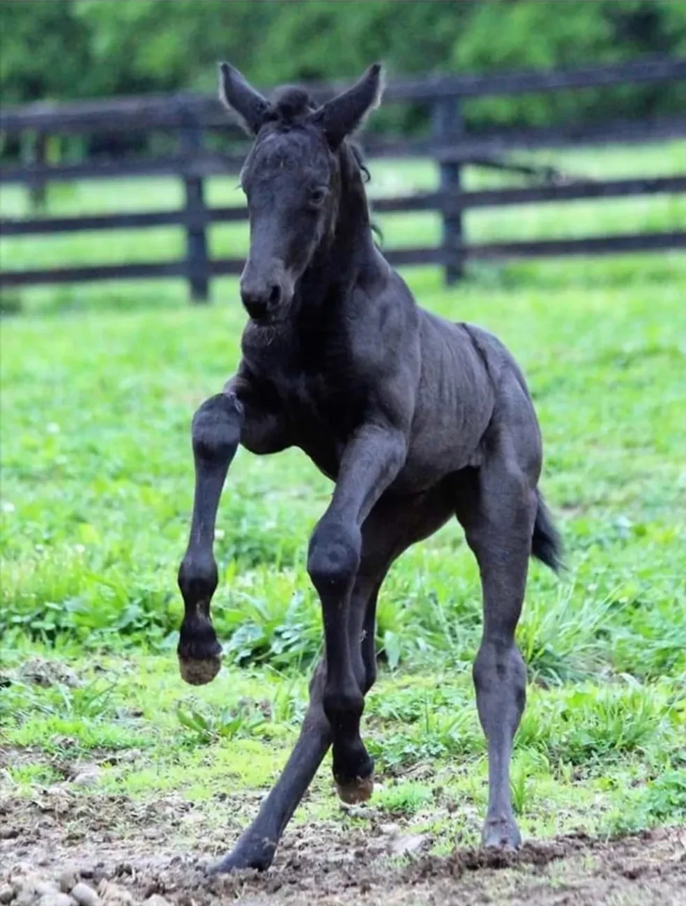 Shannel (Rock Solid x Starling/Stedinger/Ravallo)