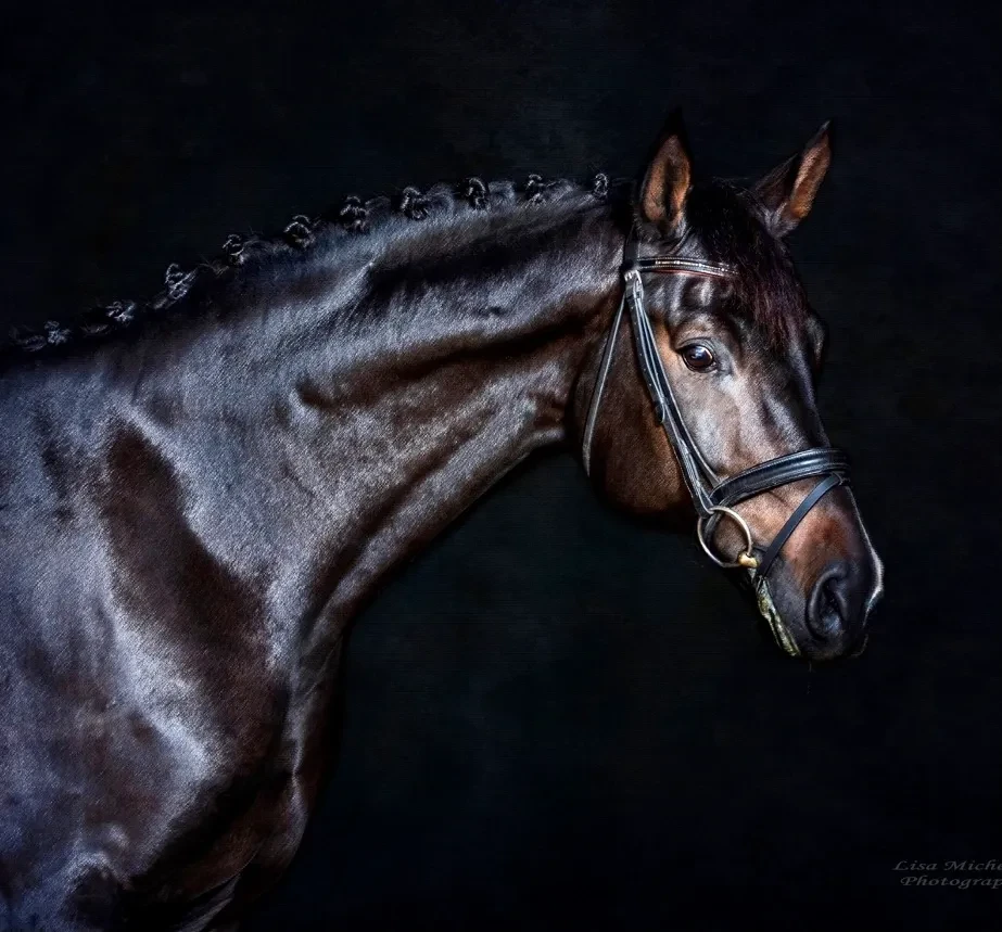 Rock Royale RSW (Rock Solid x SPS/El Archipel/Weltmeyer/Shogun xx)