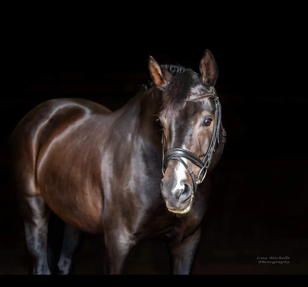 Rock Royale RSW (Rock Solid x SPS/El Archipel/Weltmeyer/Shogun xx)