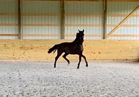 Shannel (Rock Solid x Starling/Stedinger/Ravallo)