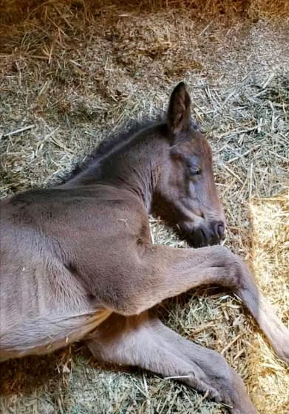 Rock Solid x Hemmingway's Valentine/Hemmingway OLD — Bred by Terry Tunstall