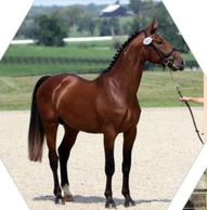 Sold horse 4