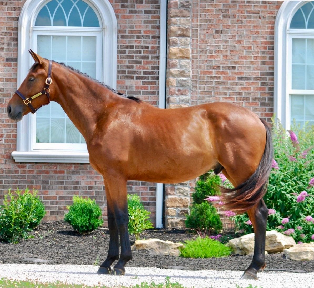 Sold horse 2