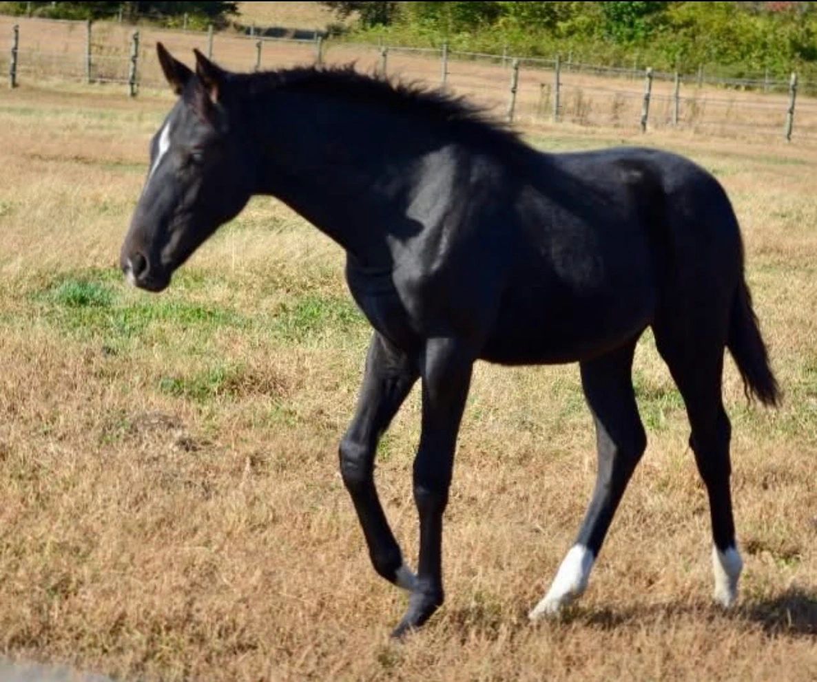 Sold horse 3