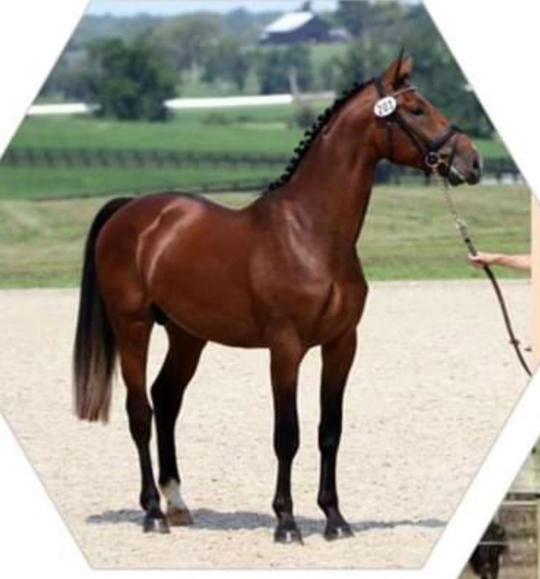 Herzchampionate